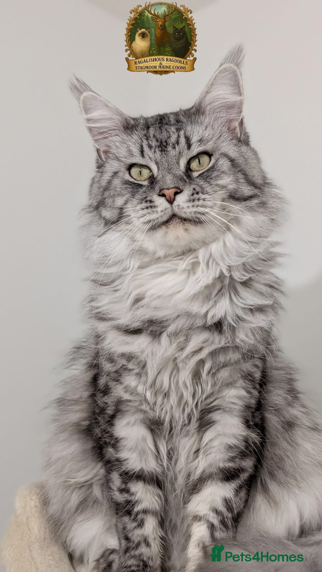 Maine Coon cats for sale: WAITING LIST OPEN-Maine Coon Kittens Due February  - Advert 7