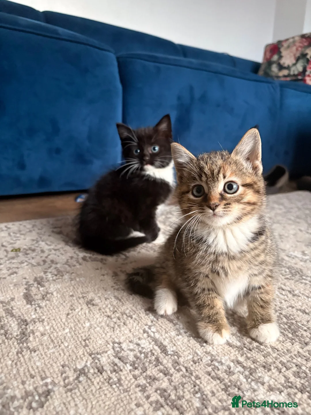 Mixed Breed cats for sale: Last 3 kitten !  1 male 2 females cute kittens  - Advert 2