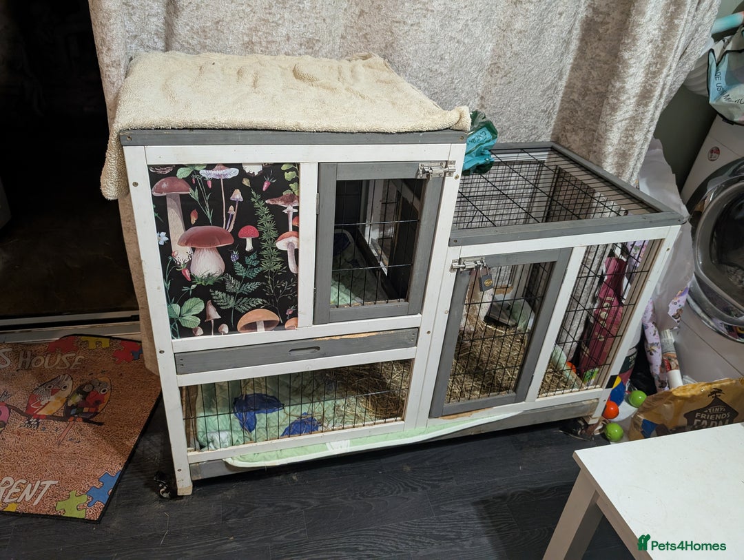 Guinea Pig rodents for sale: Male guinea pig  - Image 3