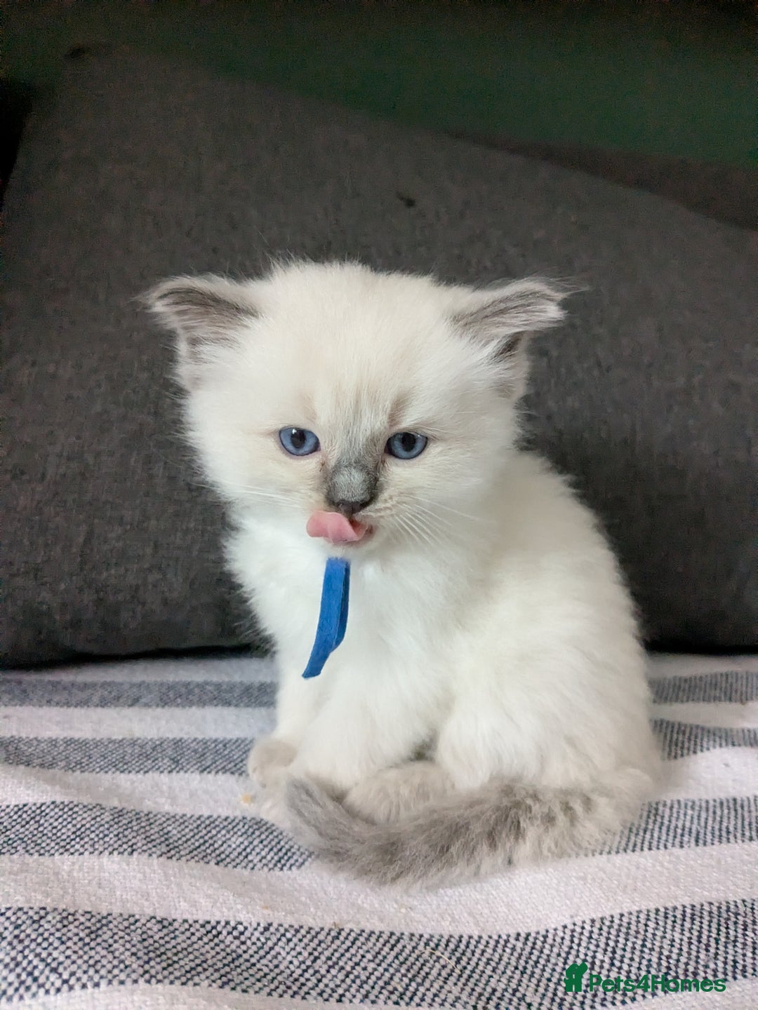 Ragdoll cats for sale: Beautiful GCCF Registered Ragdoll Kittens  🐾 - Advert 16