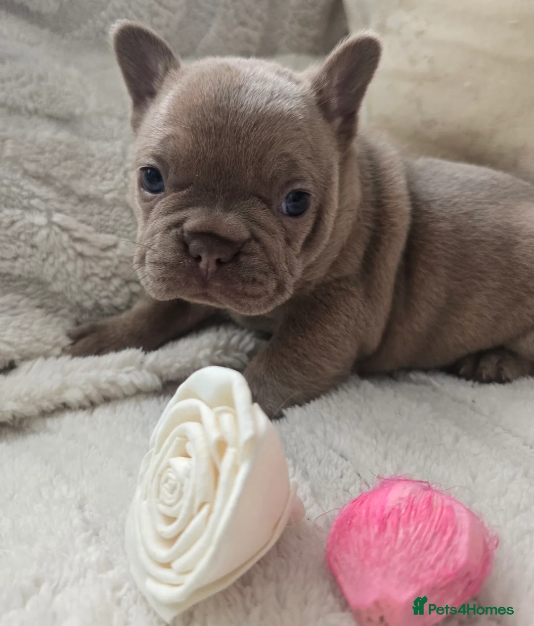 French Bulldog dogs for sale: Fluffy Frenchie  - Advert 10