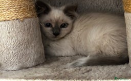 Birman cats for sale: Birman kittens  - Image 6