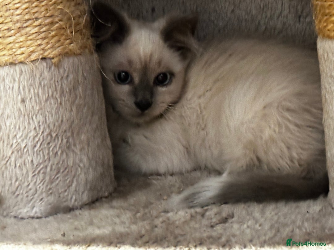 Birman cats for sale: Birman kittens  - Image 6