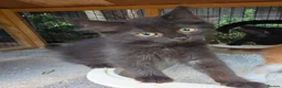 Persian cats for sale: Lovely half persian kitten - Advert 35