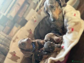 Dachshund dogs miniature datchund puppies - Advert 13