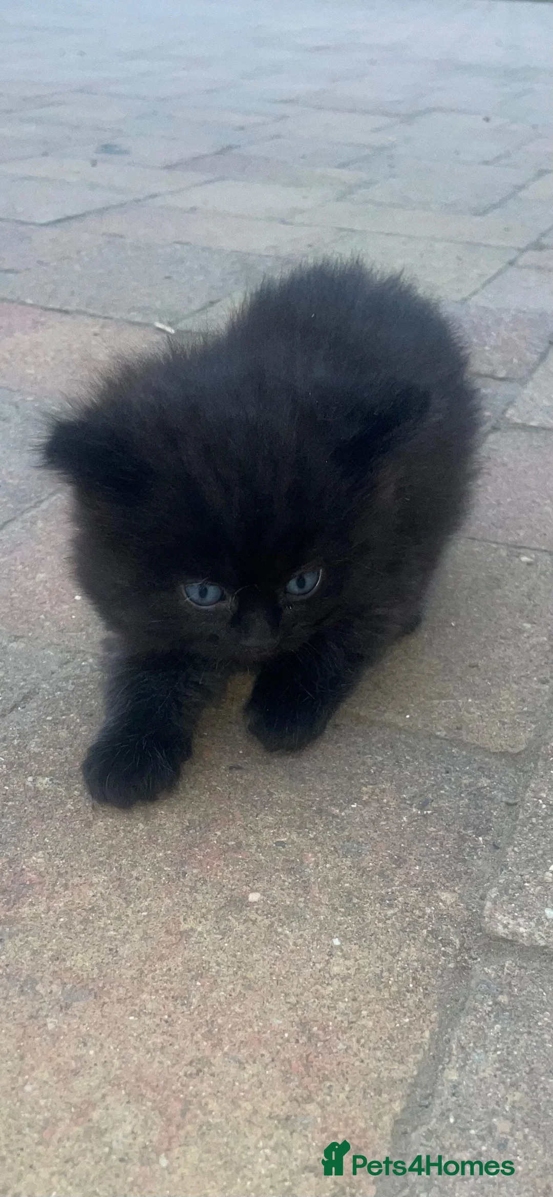Ragdoll cats for sale: 5 week old kittens , Ragdoll mum  in Tonbridge - Advert 2