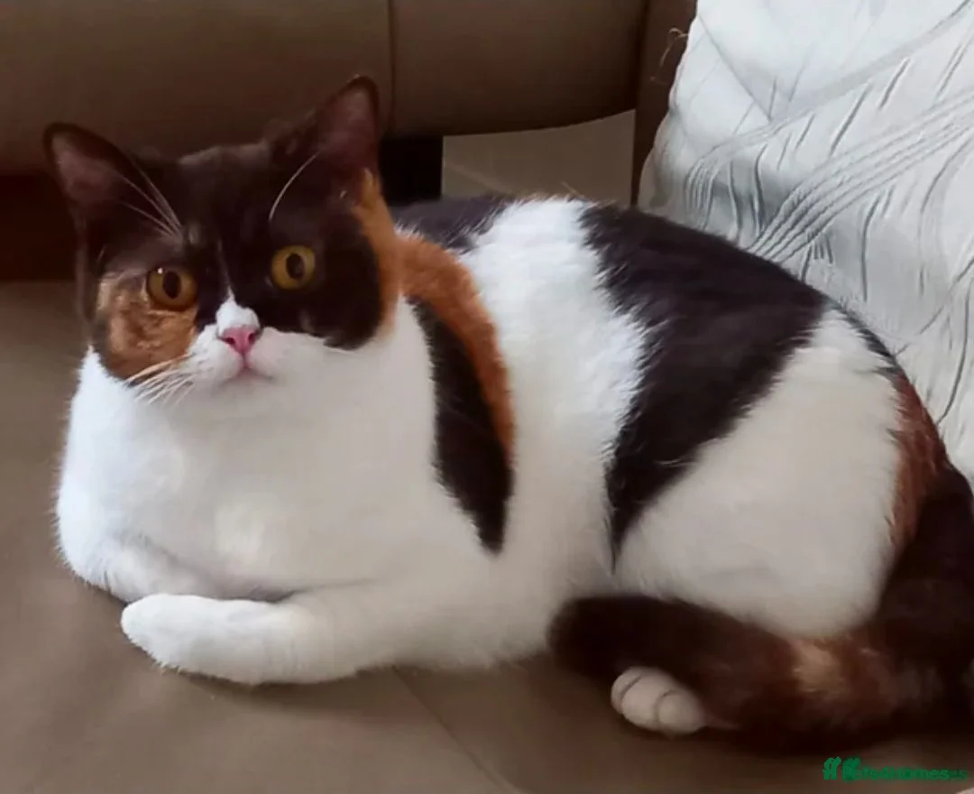 British Shorthair cats for sale: Pedigree British Shorthair  - Advert 3