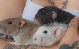 Rat rodents for sale: 3 male rats and massive amount of accessories  - Image 31