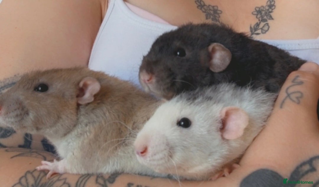 Rat rodents for sale: 3 male rats and massive amount of accessories  - Image 31
