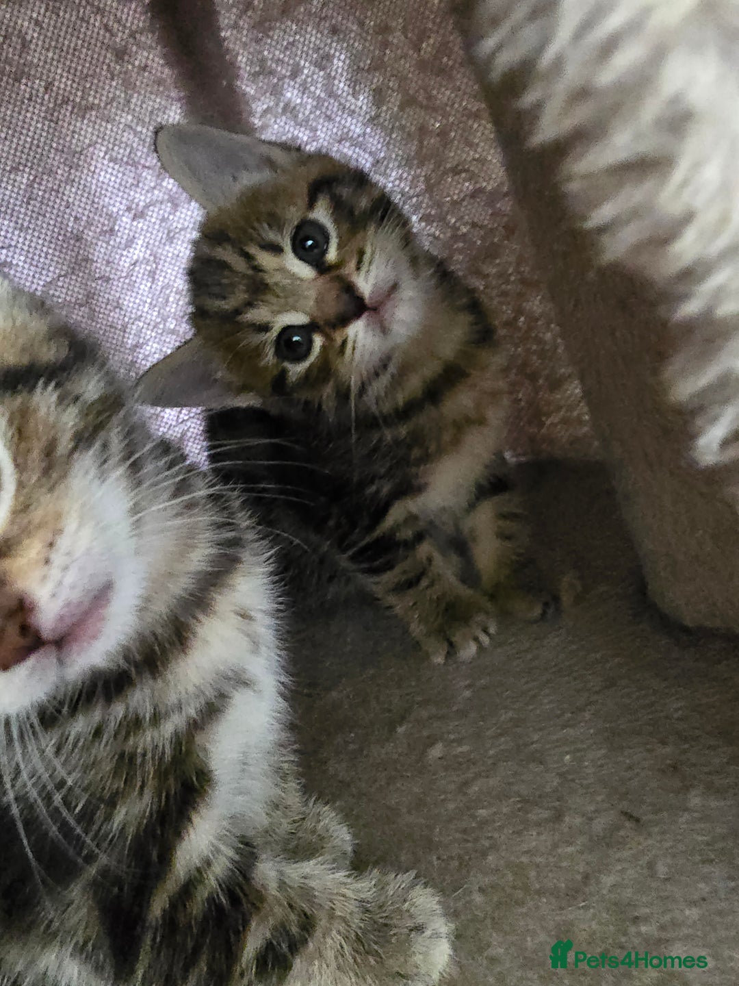 Mixed Breed cats for sale: Kittens - Image 1