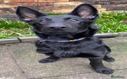 Belgian Shepherd Dog dogs for sale: Stunning Belgian Malinois bitch- absolute bargain  - Image 3