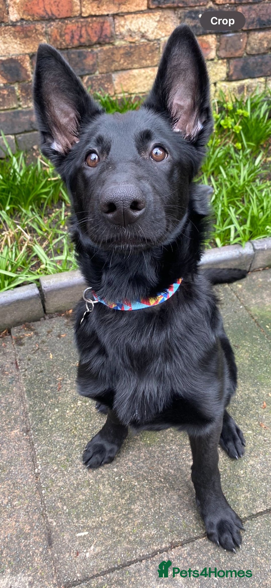 Belgian Shepherd Dog dogs for sale: Stunning Belgian Malinois bitch- absolute bargain  - Image 3