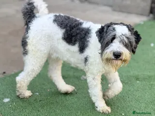 Schnoodle dogs Beautiful Male Merle Parti Schnoodle - Advert 6