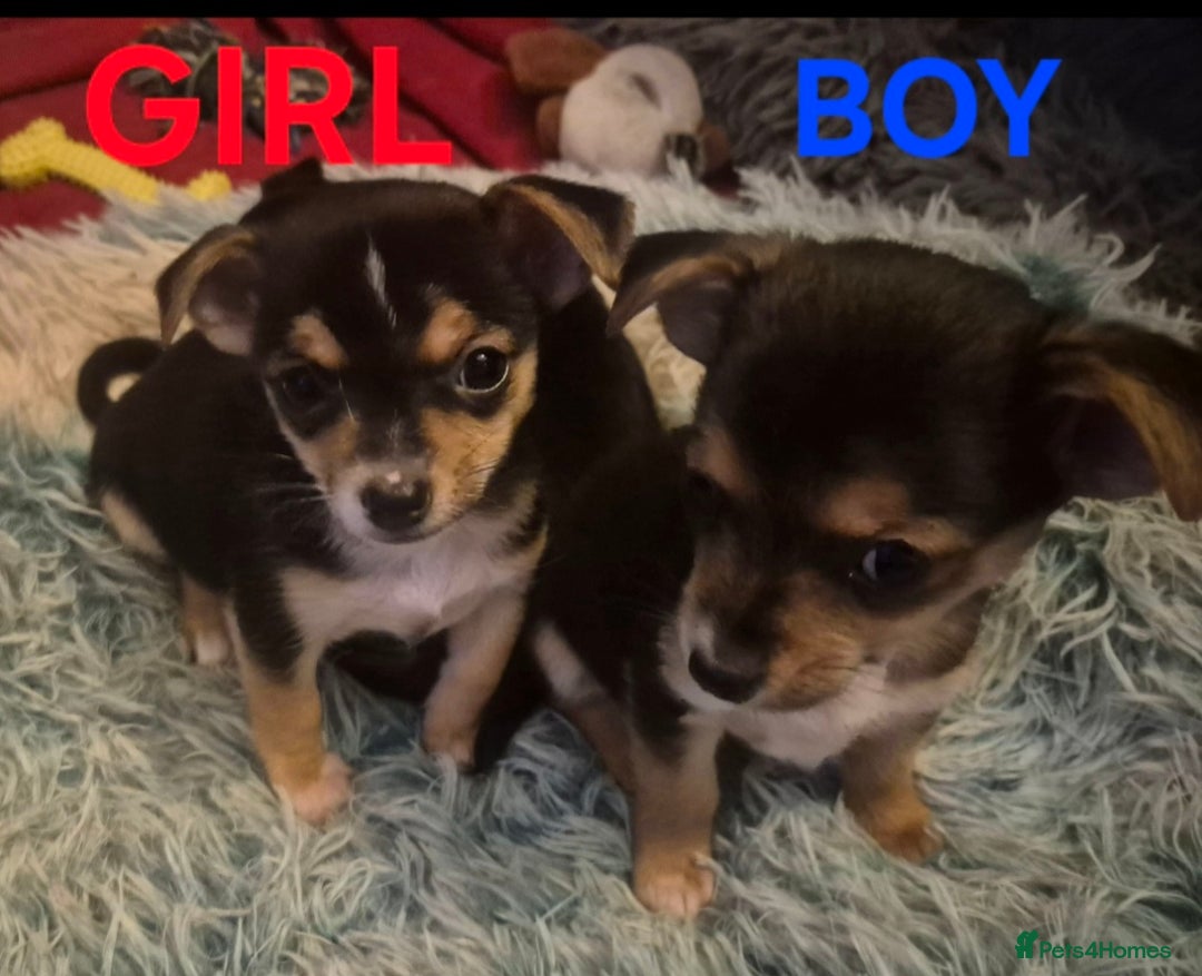 Mixed Breed dogs for sale: Miniature Jack Russell x Chihuahua Pups - Image 19
