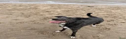 Lurcher dogs for sale: 6 year old Lola.🦮 in Shrewsbury - Advert 5