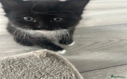 Mixed Breed cats for sale: Mixed breed kittens - Image 16