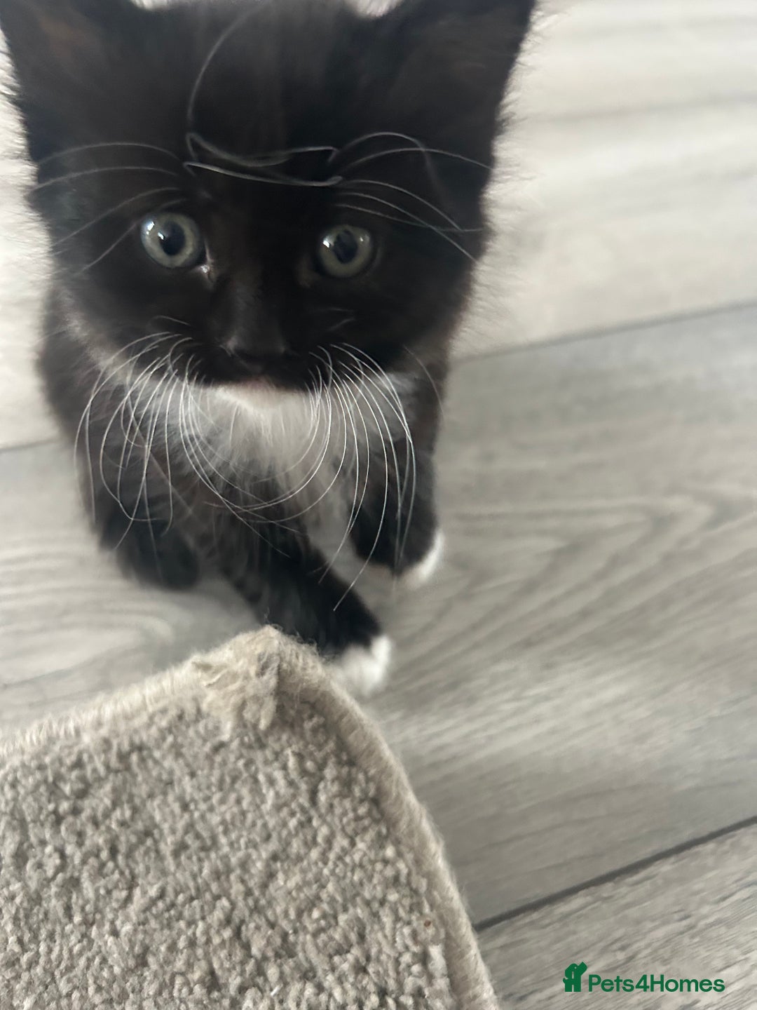 Mixed Breed cats for sale: Mixed breed kittens - Image 16