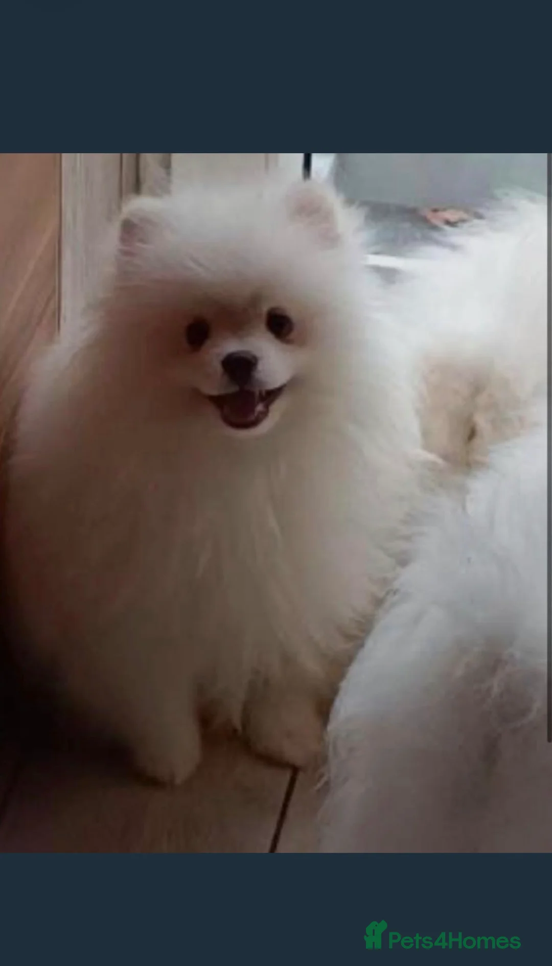 Pomeranian dogs for sale: Beautiful Pomeranian for sale  in Ryton - Advert 2