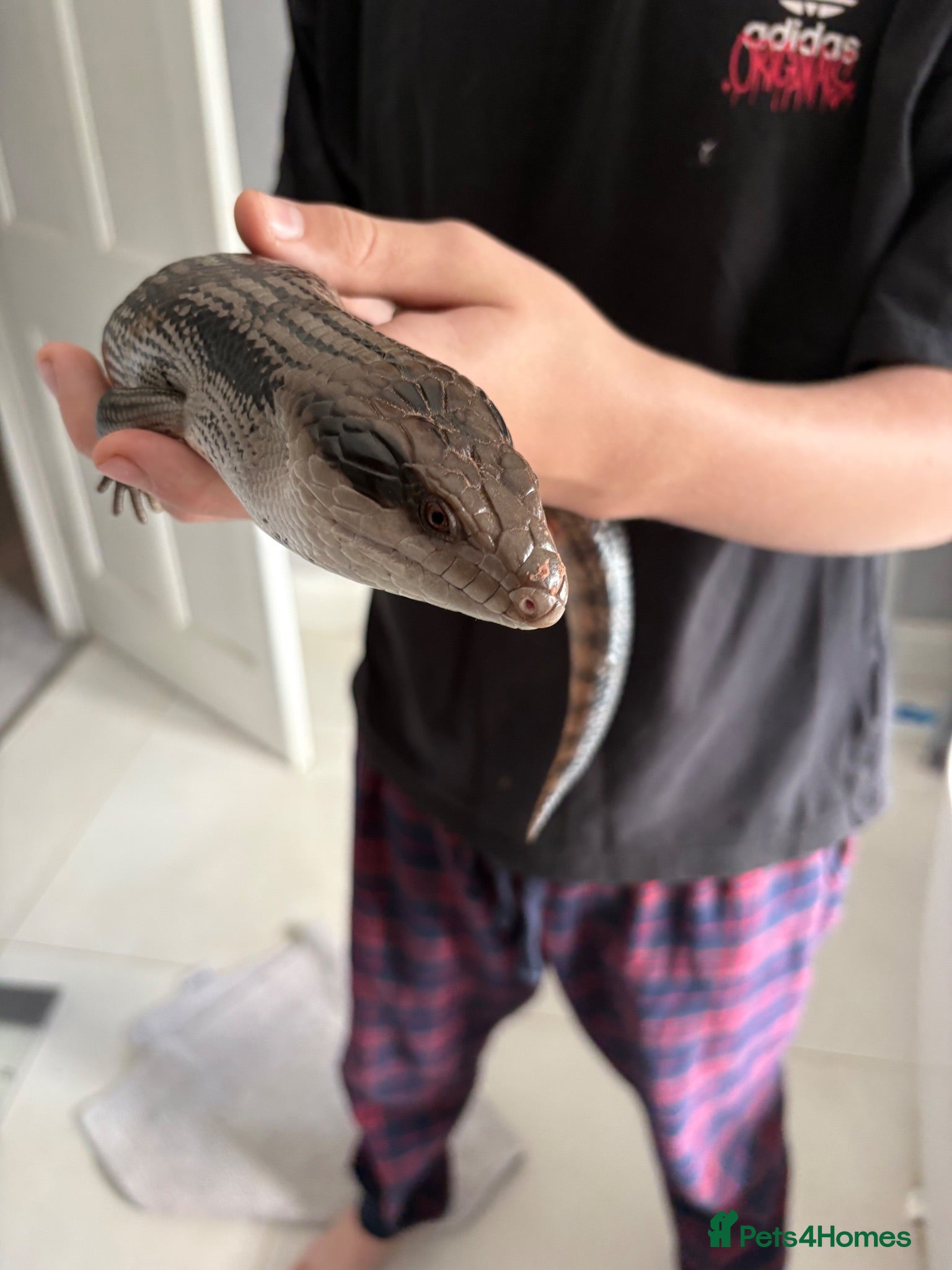 Skink reptiles Eastern Blue-Tongue Skink with Vivarium and set-up - Advert 1