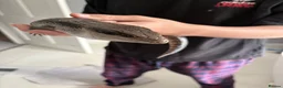 Skink reptiles for sale: Eastern Blue-Tongue Skink with Vivarium and set-up in Rickmansworth - Advert 1