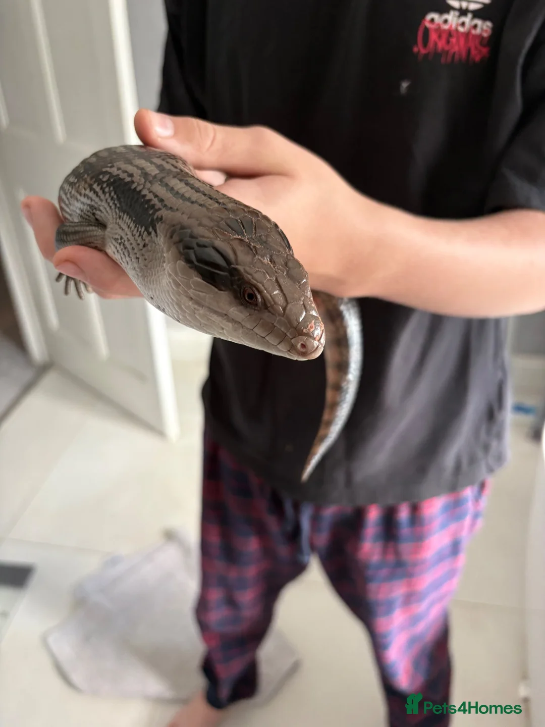 Skink reptiles for sale: Eastern Blue-Tongue Skink with Vivarium and set-up in Rickmansworth - Advert 1