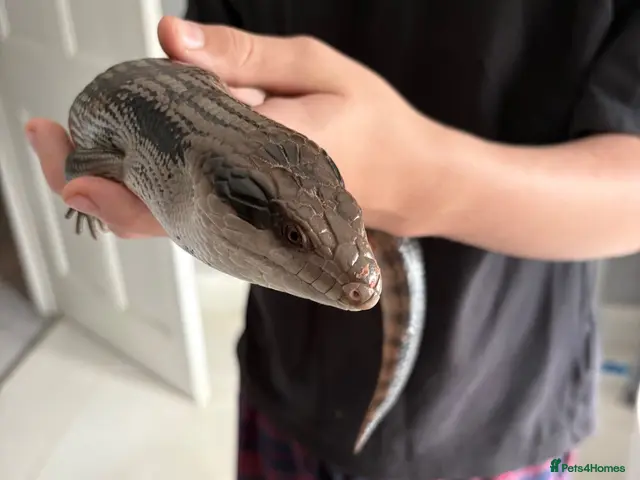 Skink reptiles for sale: Eastern Blue-Tongue Skink with Vivarium and set-up - Advert 1