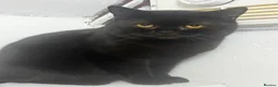 British Shorthair cats for sale: British short hair male - Advert 1