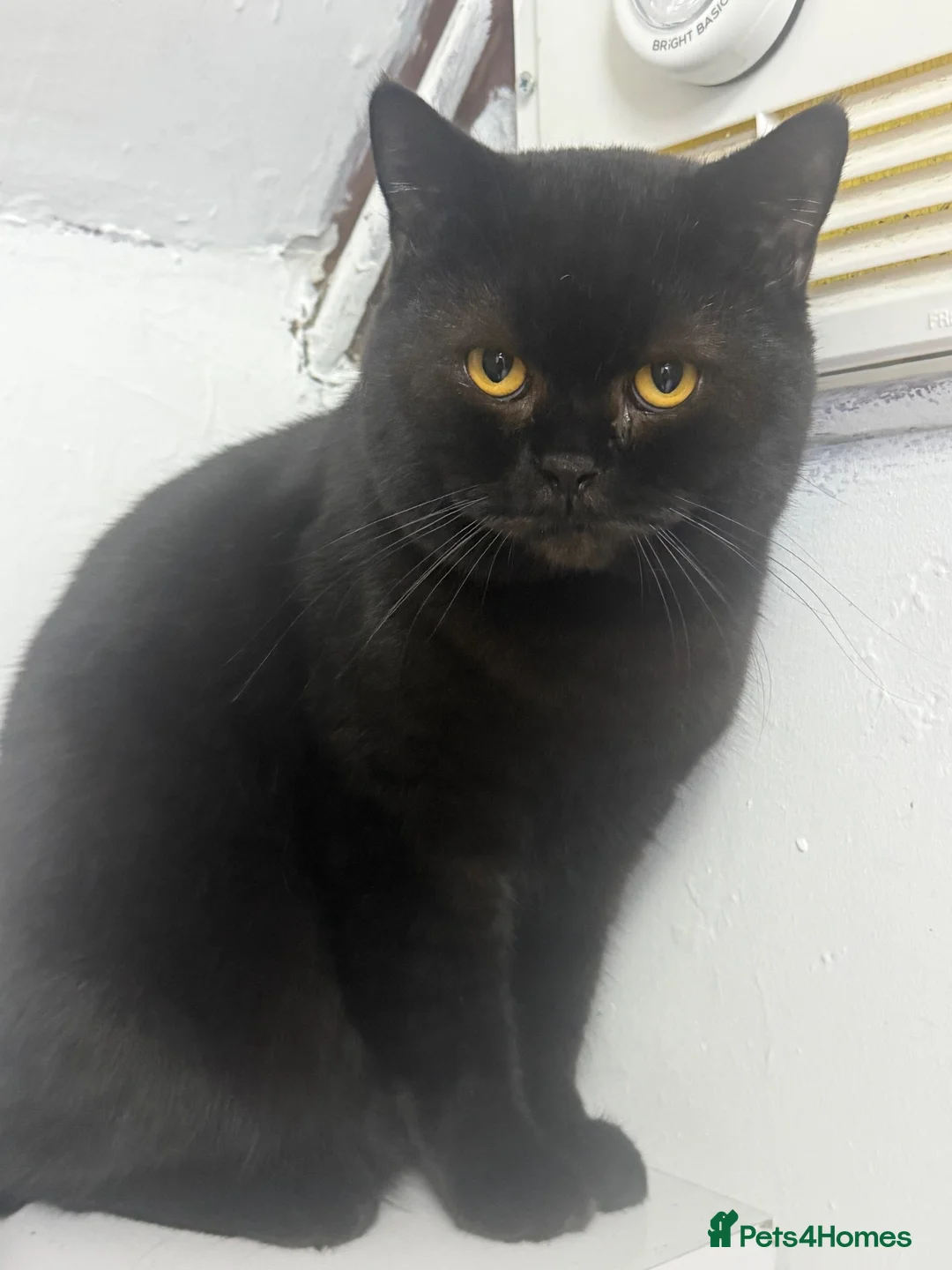 British Shorthair cats for sale: British short hair male - Advert 1