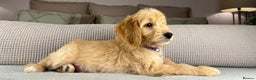 Goldendoodle dogs for sale: ABSOLUTELY GORGEOUS DOODLES  - Advert 23