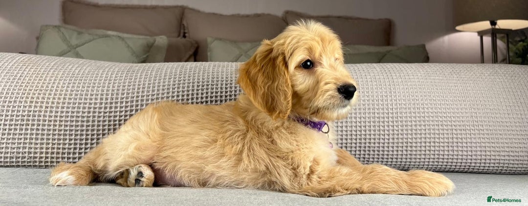 Goldendoodle dogs for sale: ABSOLUTELY GORGEOUS DOODLES  - Advert 23