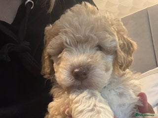 Cockapoo dogs x4 cockapoos puppies - Advert 18