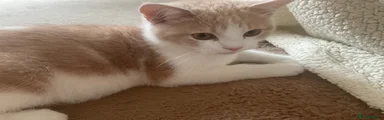 British Shorthair 3