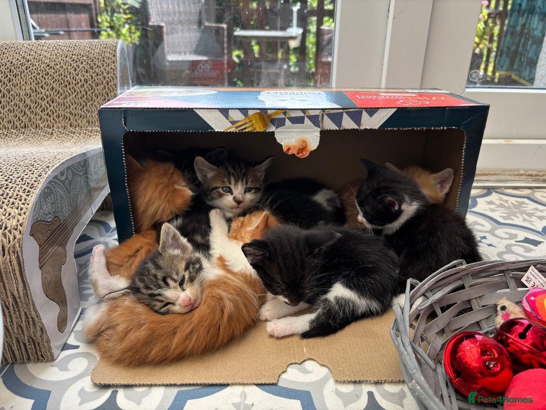 Domestic Shorthair cats for sale: Beautiful friendly Kittens  - Image 3