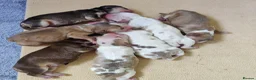 Cocker Spaniel dogs for sale: Stunning Show Type Cocker Spaniels  - Advert 9