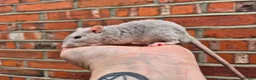 Rat rodents for sale: Various male and female rats  - Advert 8