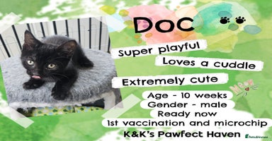 Domestic Shorthair cats - Advert 6