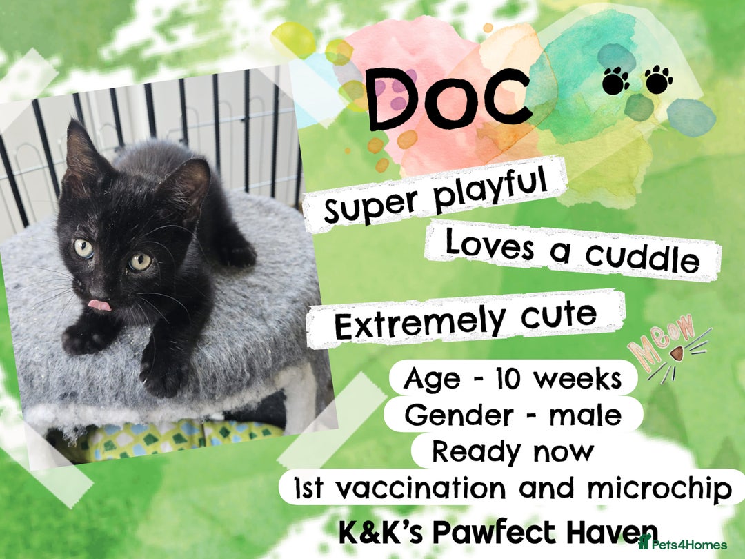 Domestic Shorthair cats for sale: Kittens and cats for adoption.  - Image 8