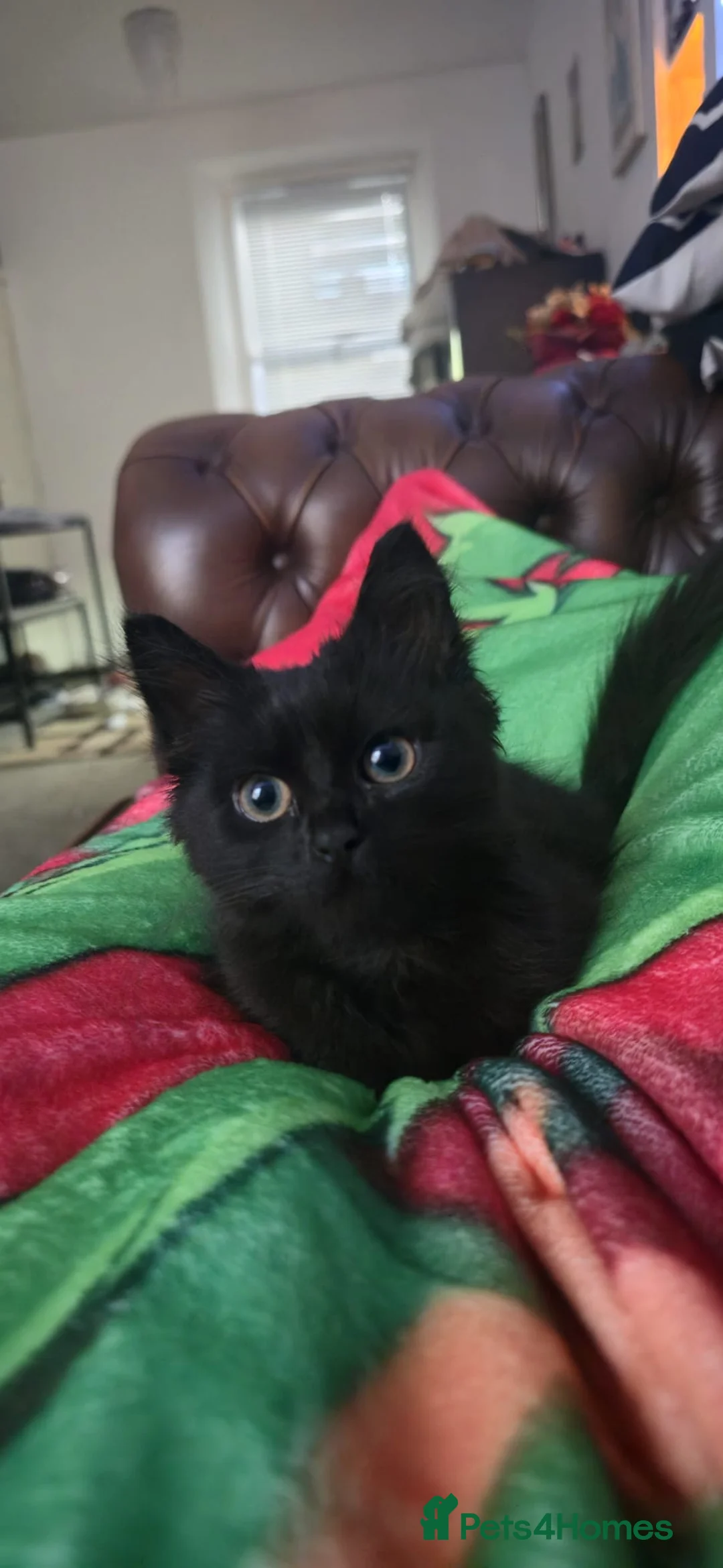Mixed Breed cats for sale: 2 male kittens  - Advert 4