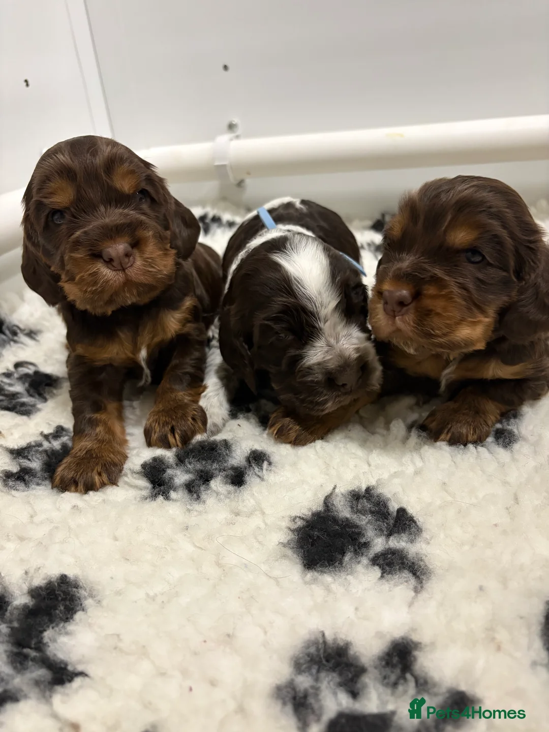 Cocker Spaniel dogs for sale: Beautiful DNA tested Show Cocker Spaniels - Advert 1