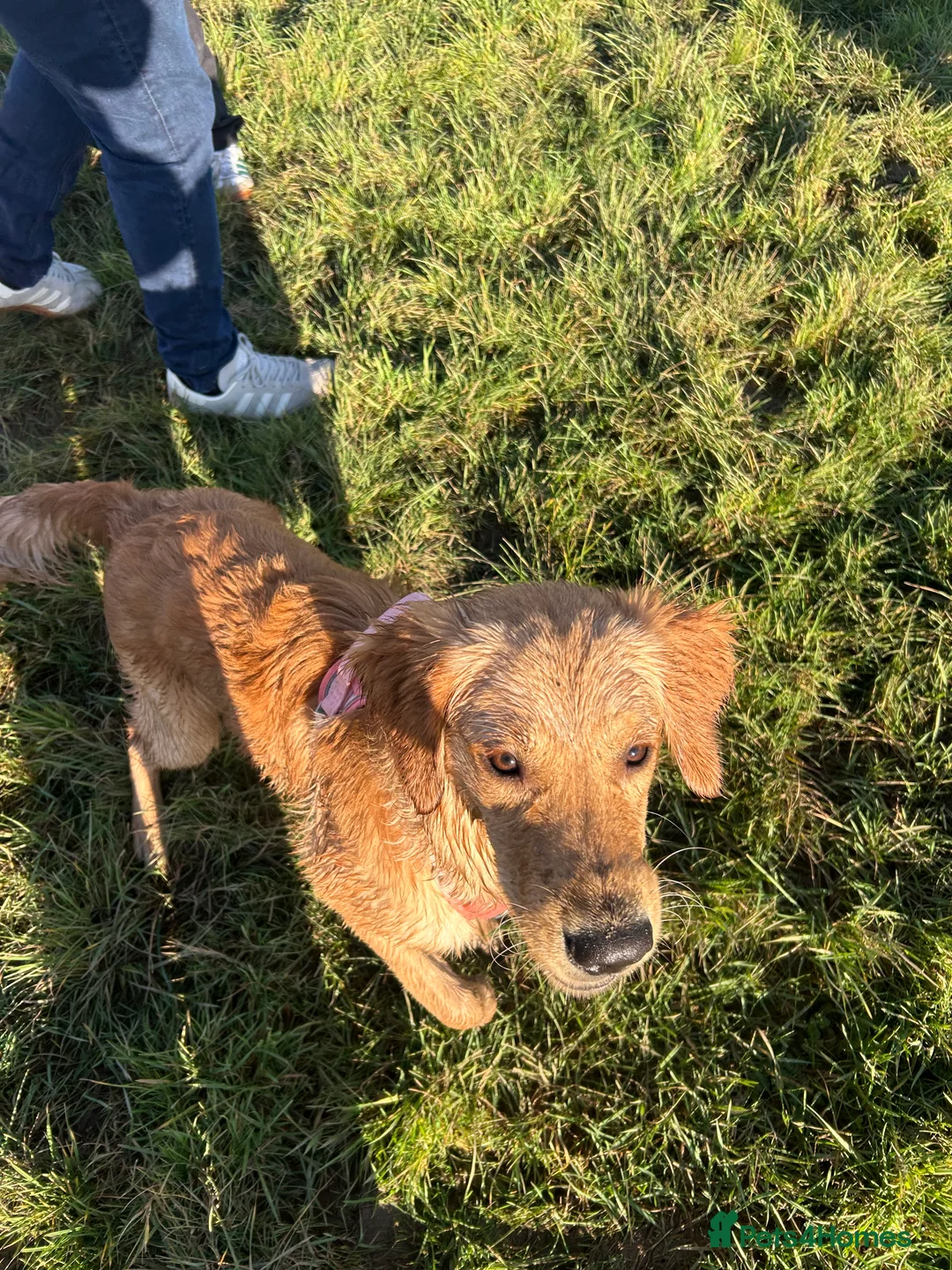 Golden Retriever dogs for sale: 9 month old KC registered Golden Retriever- Daisy in Lee-on-the-Solent - Advert 6