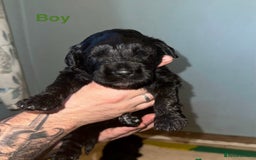Saint Bernard dogs for sale: F1 St Berdoodle  - Image 23