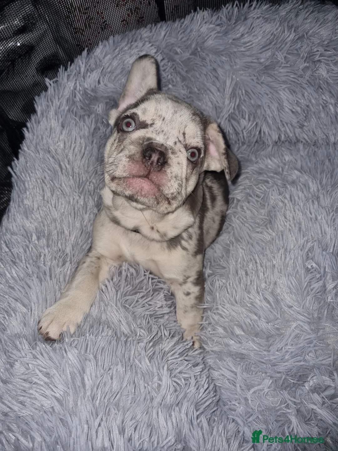 French Bulldog dogs for stud: STUD! male stud frenchie white/grey merl. - Advert 4