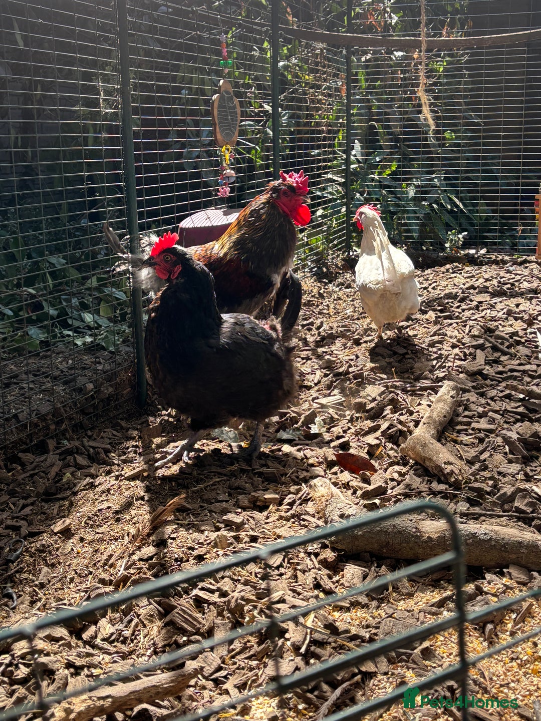 Chickens poultry for sale: Rooster and three hybrid hens  - Image 1