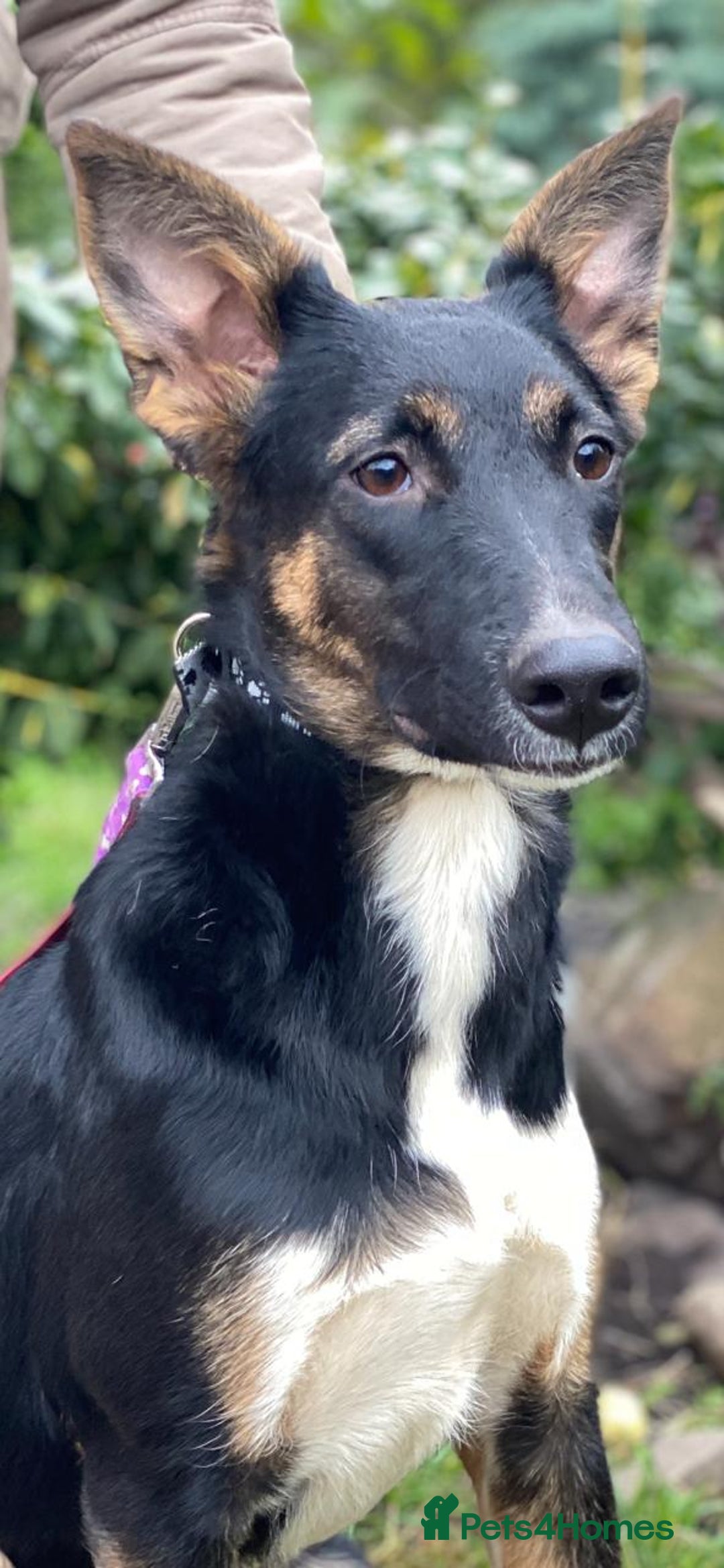 Mixed Breed dogs for adoption: URGENT: ❤️LINDA- 9 months old medium-to-large❤️ - Advert 15