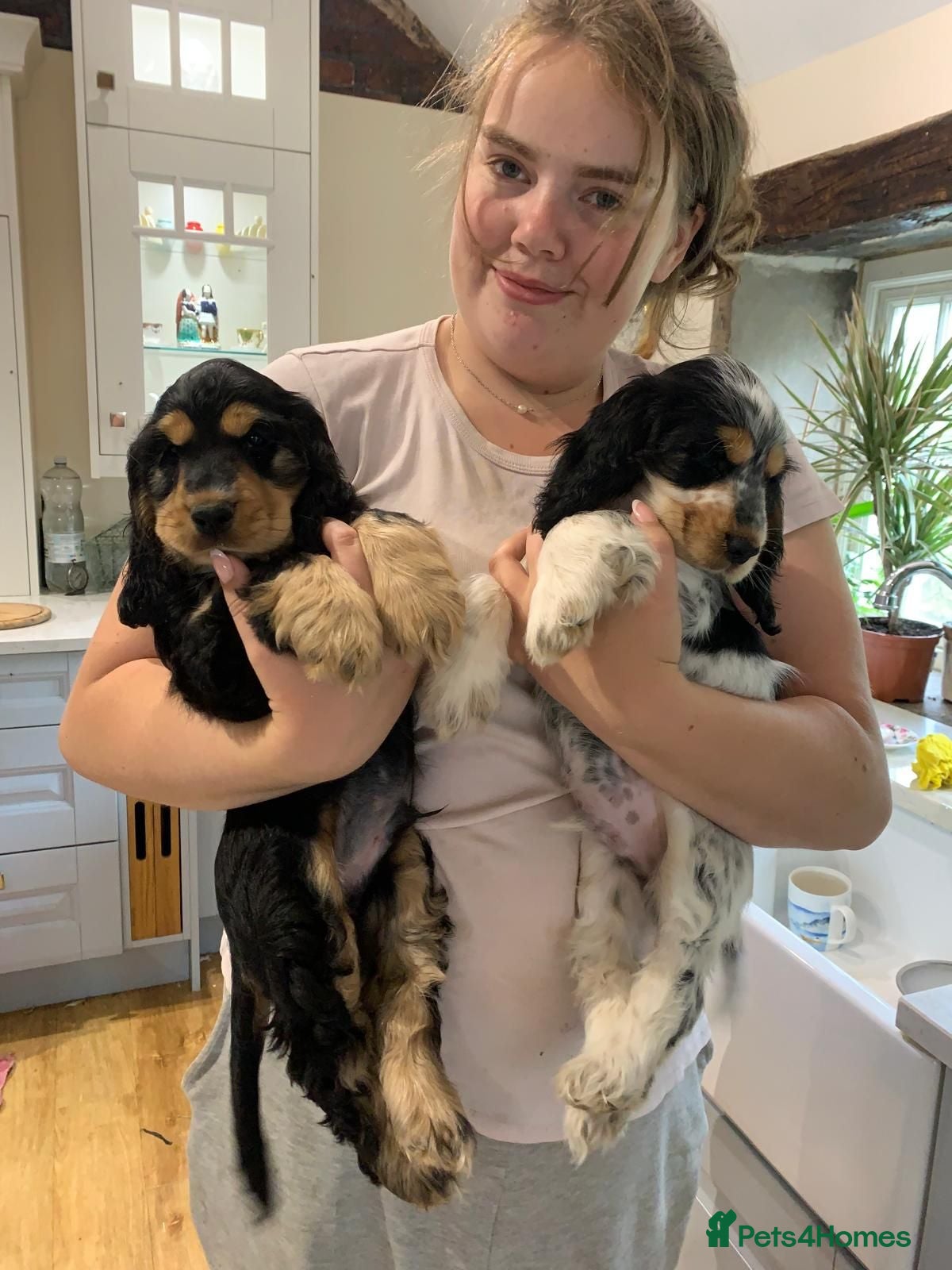 Cocker Spaniel dogs Beautiful, health tested show cocker boy - Advert 2