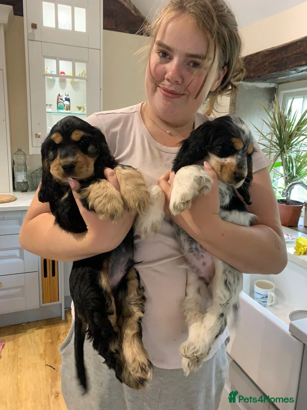 Cocker Spaniel dogs for sale: Beautiful, health tested show cocker boy in Dewsbury - Advert 1