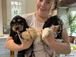 Cocker Spaniel dogs Beautiful, health tested show cocker boy - Advert 1