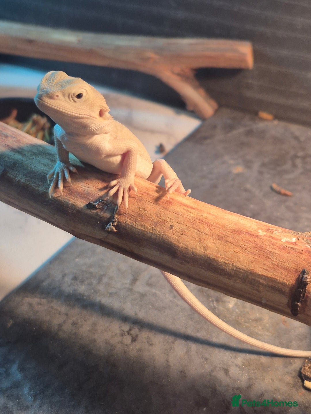 Bearded Dragon reptiles for sale: Bearded dragons  babies  - Advert 21