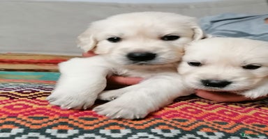 Golden Retriever dogs - Advert 3