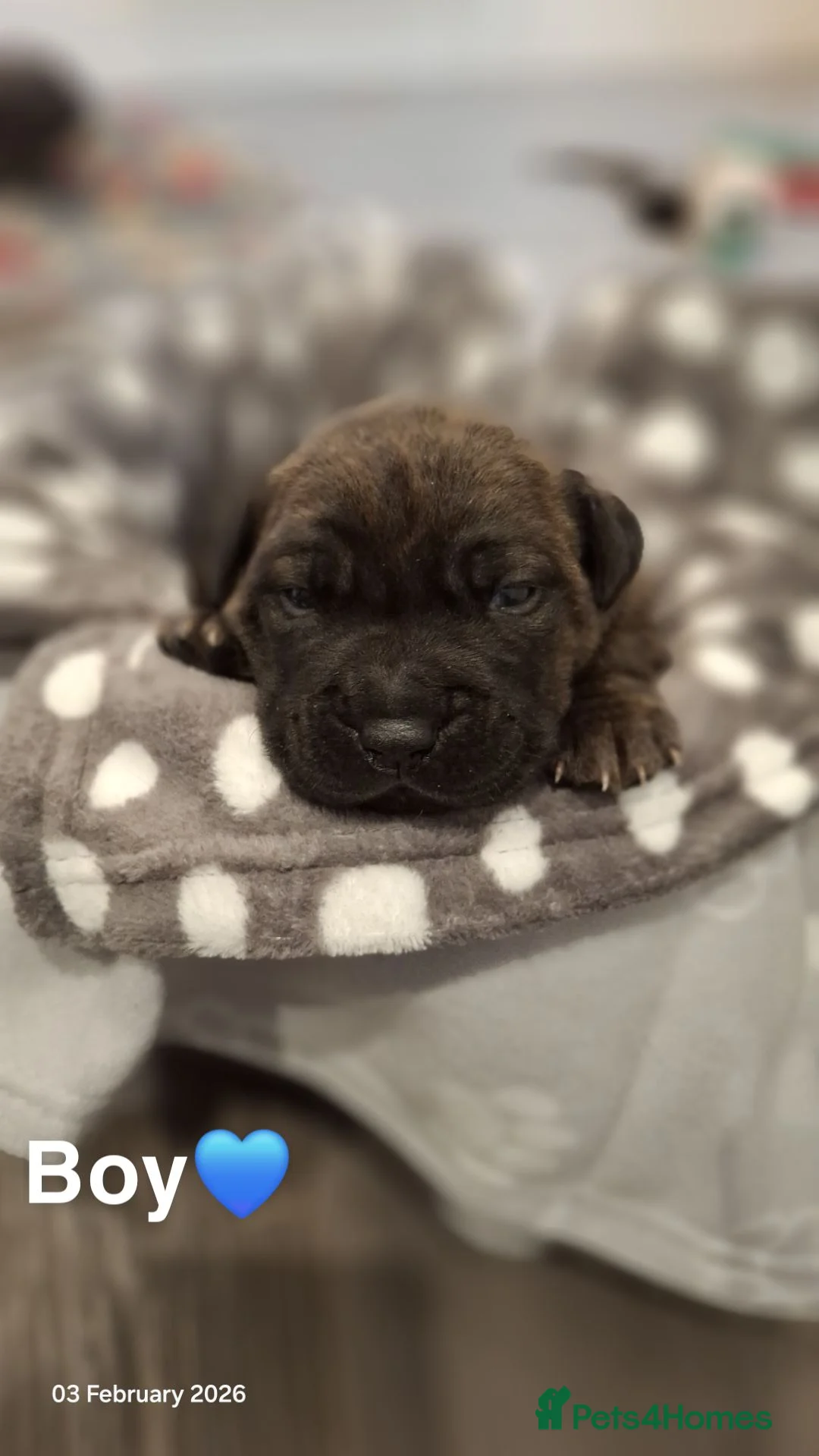Mixed Breed dogs for sale: 🐾 4 Gorgeous Puppies Looking for Forever Homes🐾 - Advert 2